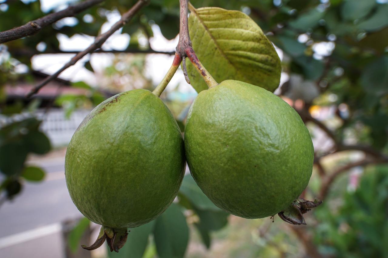 Guava, fructul cu multe beneficii pentru organism/ Foto: pixabay.com