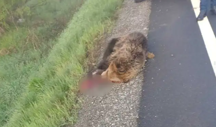 Ursul a rămas în agonie pe marginea drumului/ FOTO: mesageruldesibiu.ro