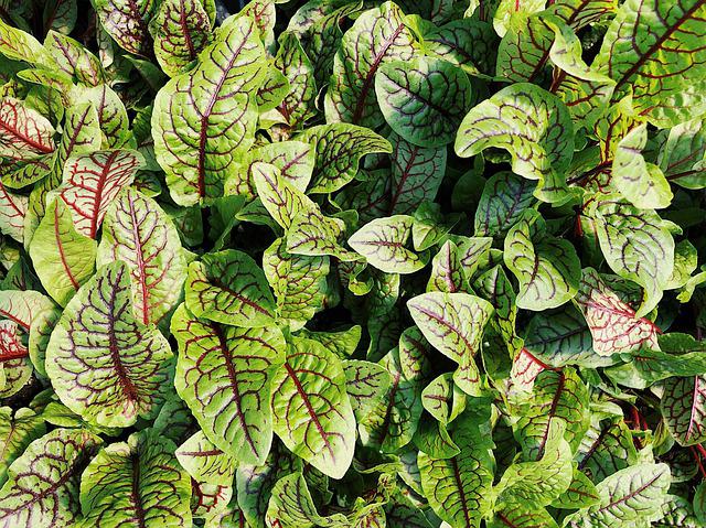 Planta care reduce simptomele bolii Parkinson. Te ajută să pierzi din greutate și ameliorează astmul/ FOTO: pixabay.com