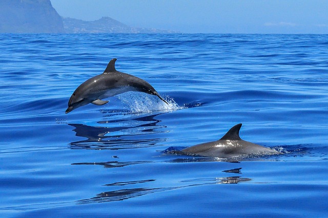 Războiul din Ucraina ucide delifini. 26 de delfini, morți într-o zi în Deltă / Foto: pixabay.com