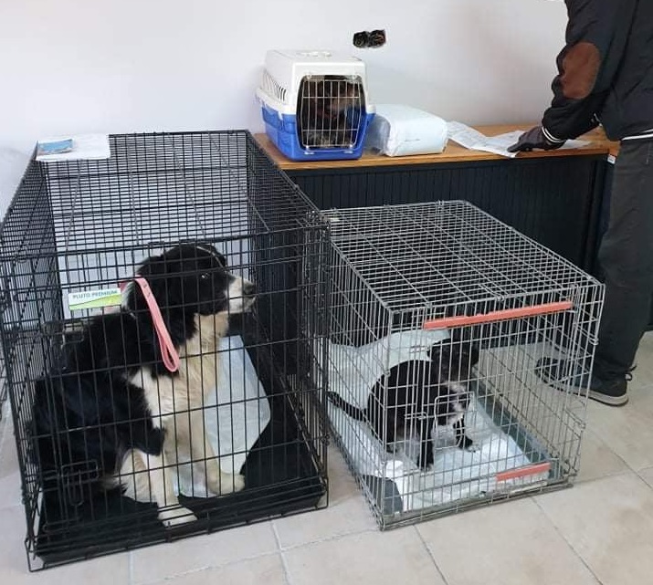 Campanie de sterilizare gratuită a câinilor, la Florești. Foto: Facebook/ Bogdan Pivariu