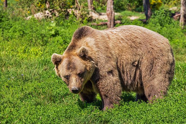 Un urs a fost văzut între comunele Mărișel și Râșca / Foto: pixabay.com