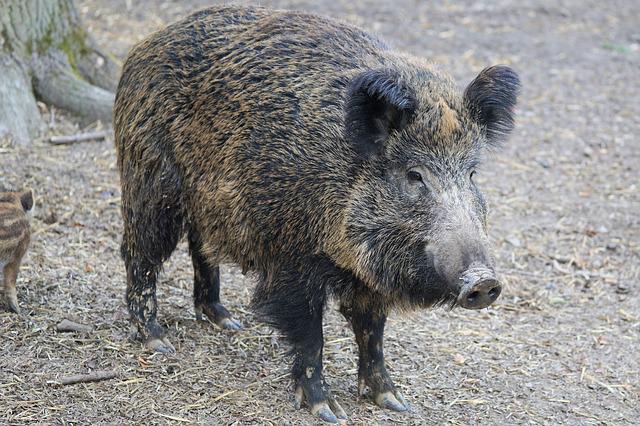 Pestă porcină africană, confirmată la mistreț mort în Florești / Foto: pixabay.com
