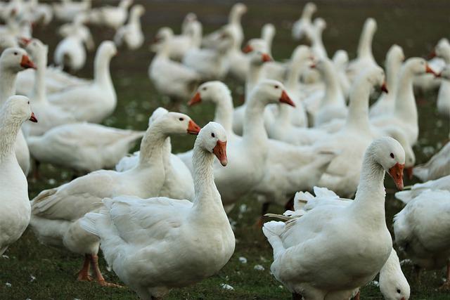 Având în vedere numărul cazurilor în creștere de gripă aviară din Europa, respectiv România, autoritățile locale au pregătit un set de măsuri care se vor aplica pe toată raza județului Cluj/ Foto: pixabay.com