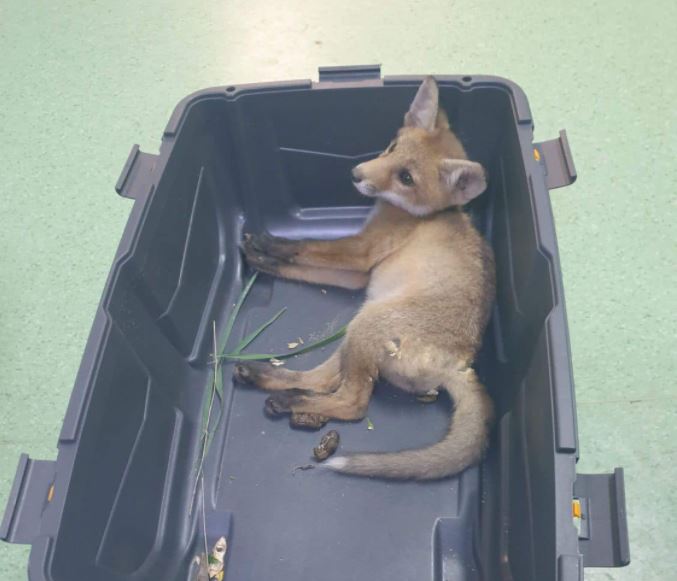 Pui de vulpe rănit grav, găsit într-un șanț din Florești / Foto: OPMCB - Facebook