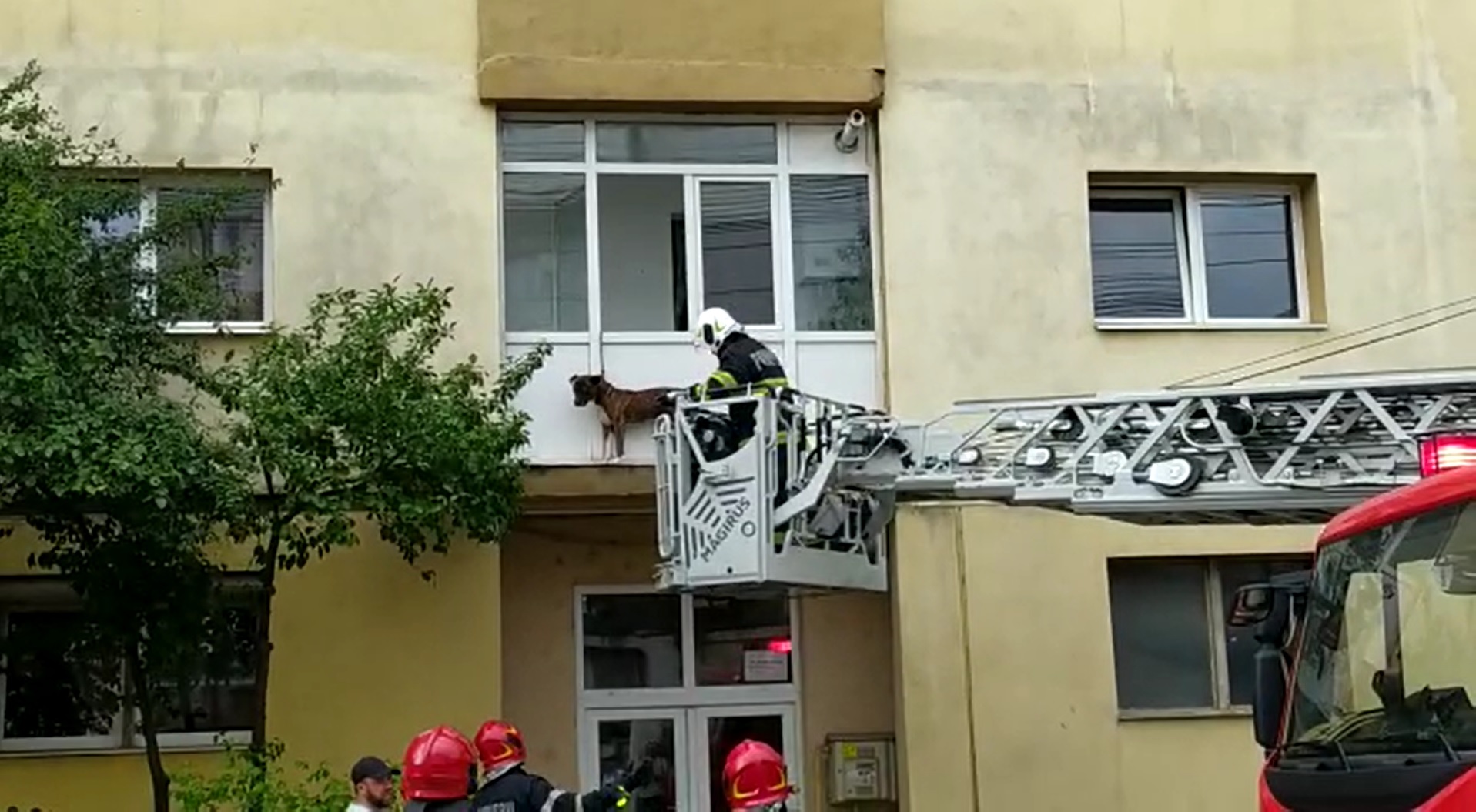 Câine rămas blocat în lesă în afara balconului, salvat de pompieri. FOTO: Captură video Mesagerul de Sibiu