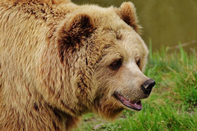 Autorităţile din Vâlcea au emis luni o alertă privind prezenţa unui urs în comuna Titeşti după ce o femeie din localitate a sesizat prin 112 că un animal sălbatic i-a omorât un taur / Foto: pixabay.com