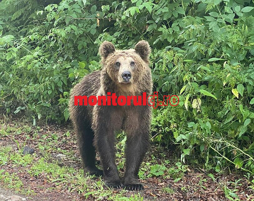 Încă un atac al urșilor în Cluj / Foto: monitorulcj.ro