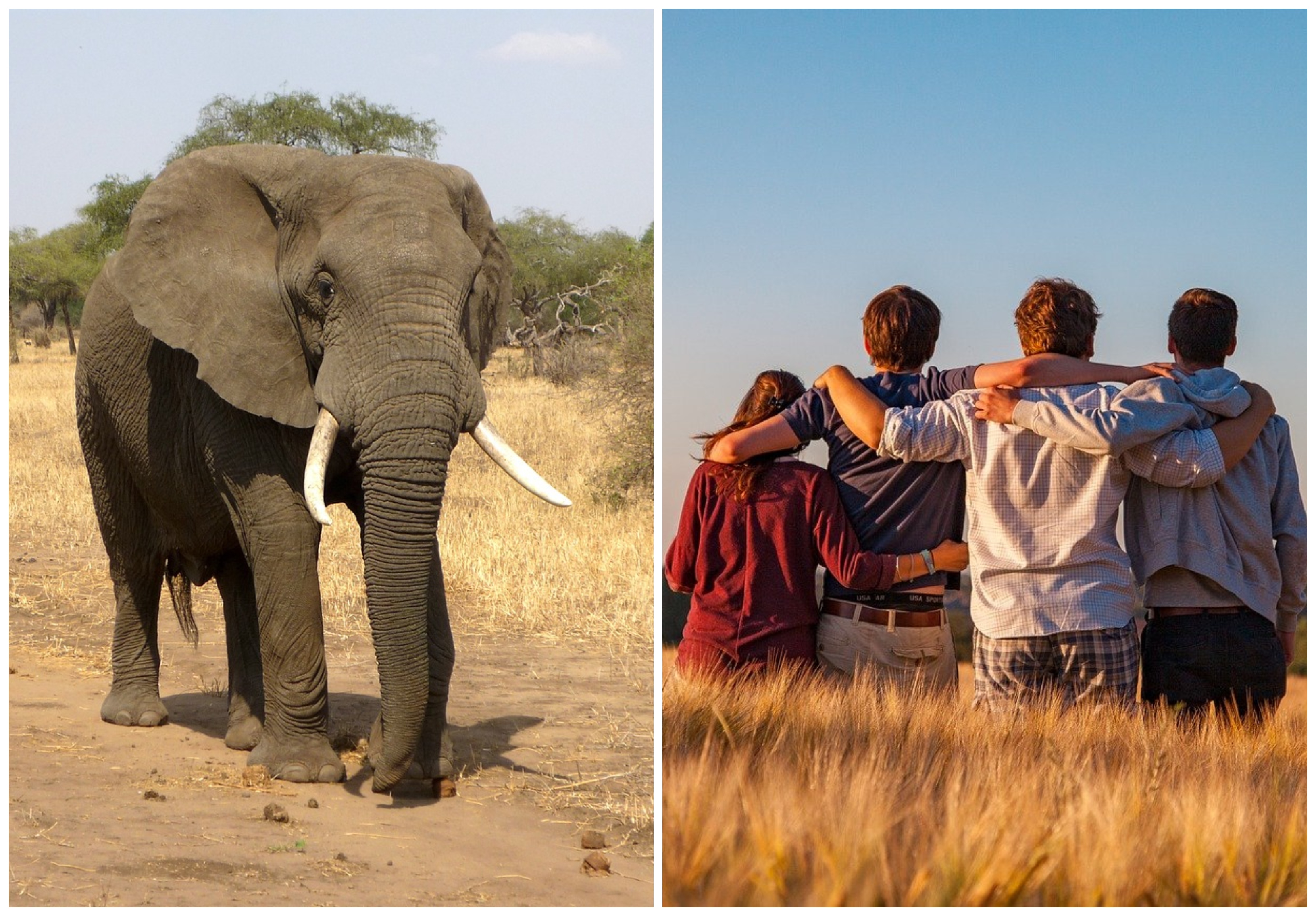 12 august, ziua mondială a elefantului și ziua internațională a tineretului. FOTO: Pixabay