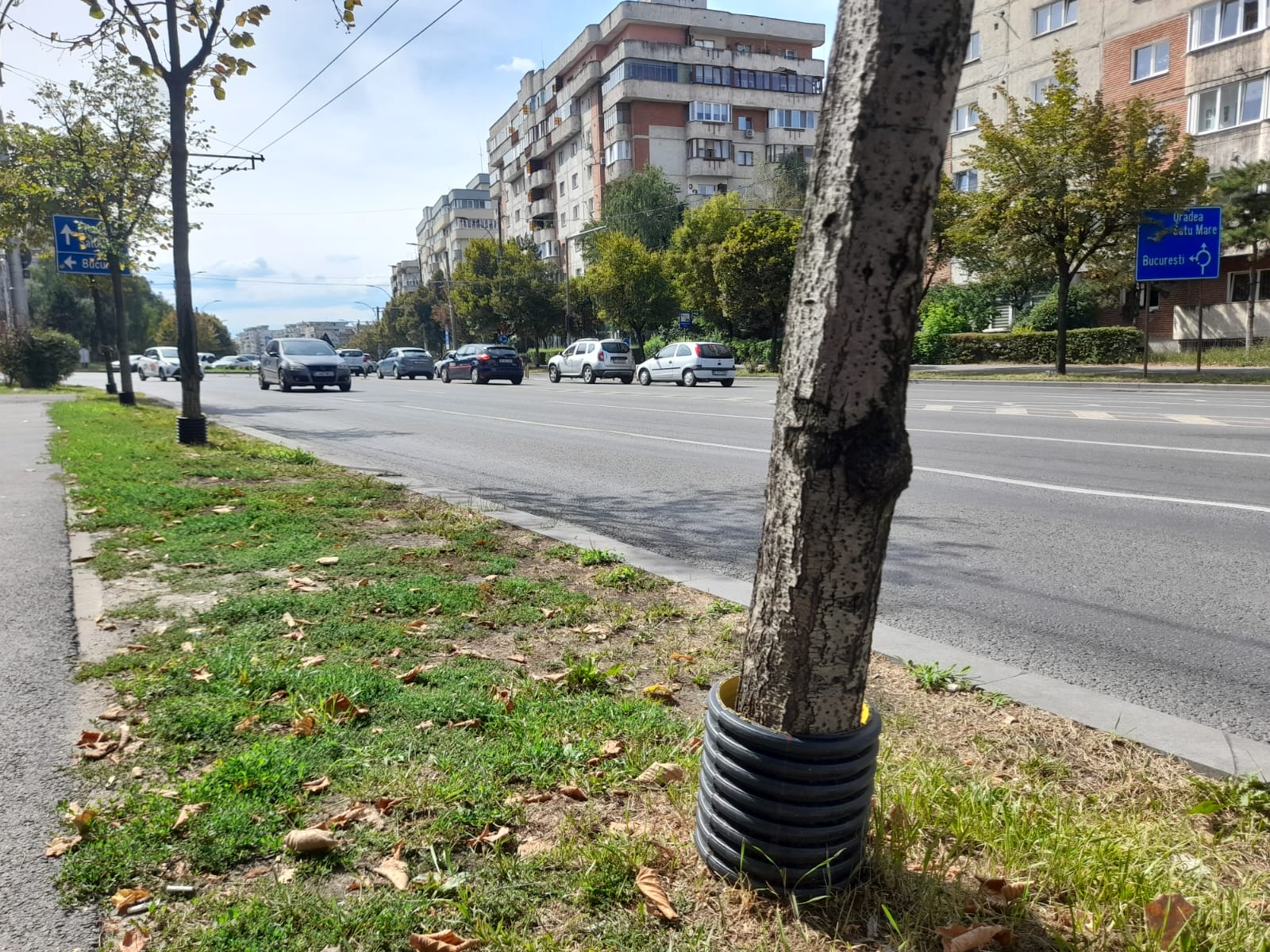 Protecții de plastic apără pomii de coasele mânuite prost, dar „julesc” estetic ochii trecătorilor. FOTO: Monitorul de Cluj