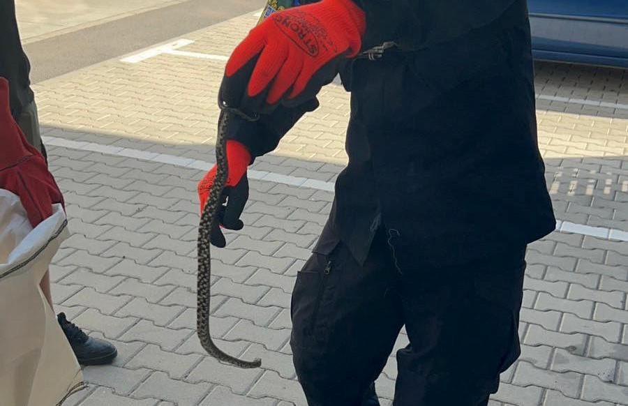 Un curier a rămas șocat să găsească în mașina de lucru un șarpe în timp ce se afla în comuna Florești/ Foto: Facebook - Organizația pentru Protecția Mediului și Combaterea Braconajului - OPMCB