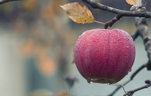 Mărul, unul dintre cele mai bune alimente pentru slăbit rapid / Foto: pixabay.com