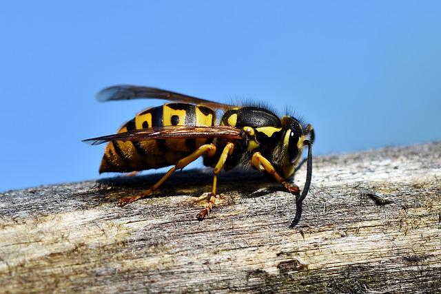 O singură viespe poate să provoace prăbușirea unui avion / Foto: pixabay.com