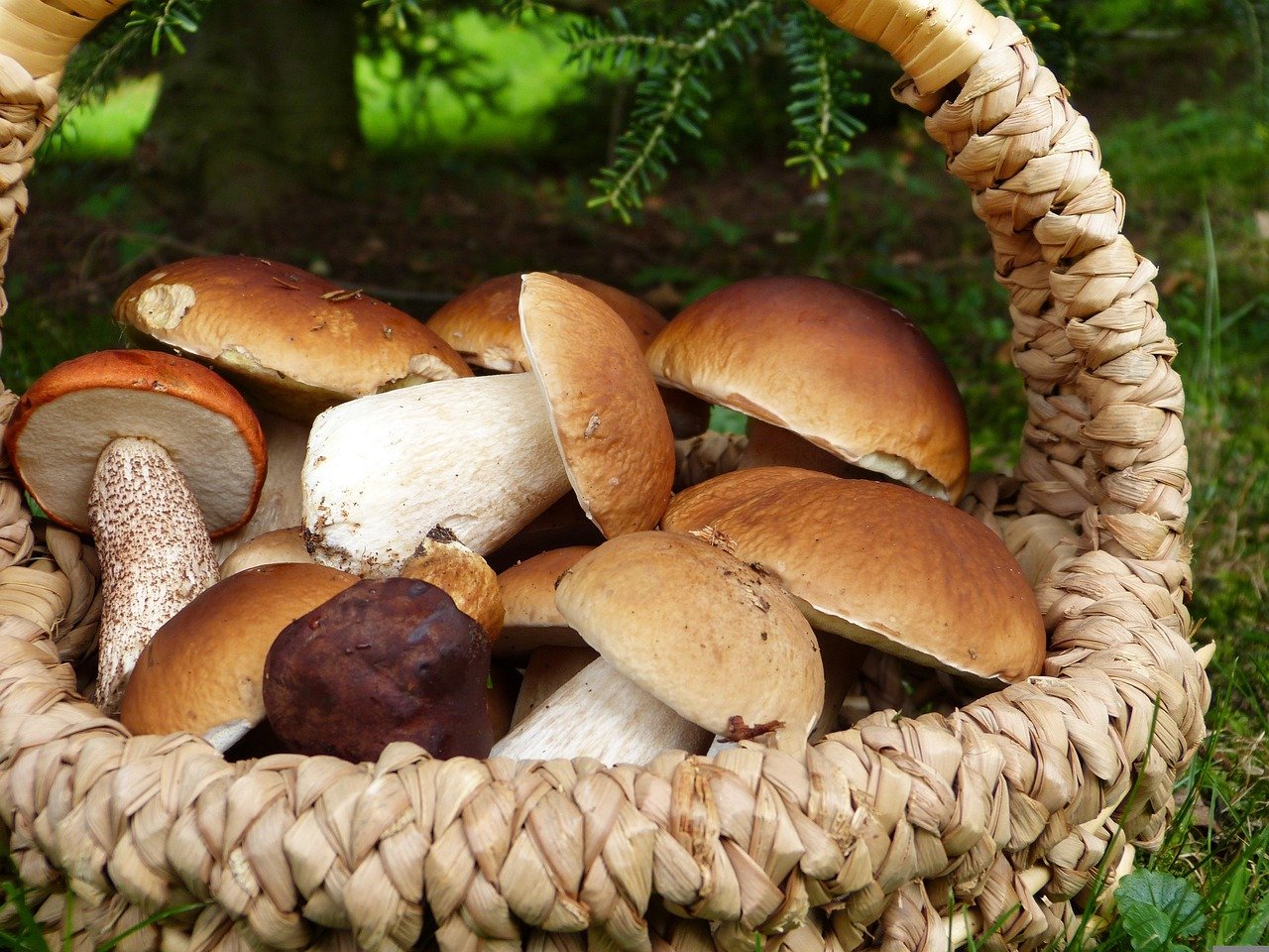 Atenție la ciupercile din pădure! Zeci de persoane, OTRĂVITE în ultimele zile. FOTO: Pixabay
