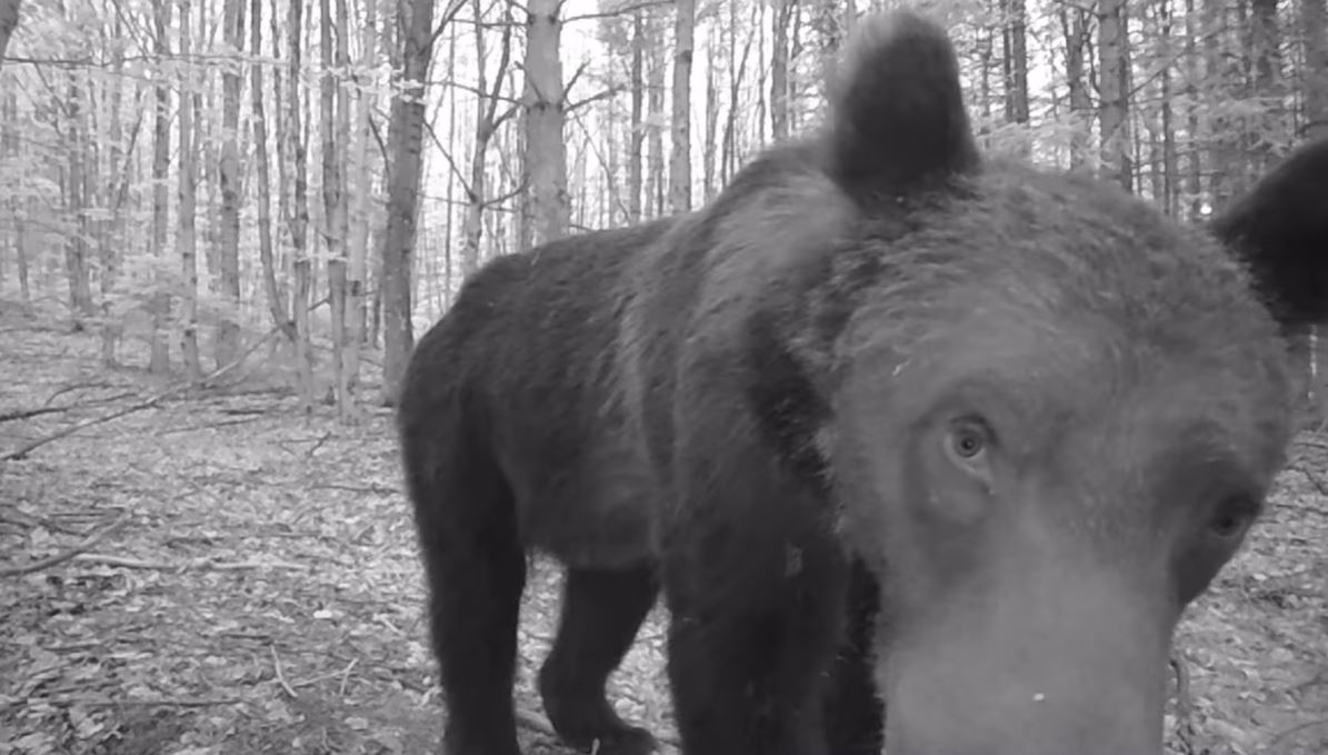 Urșii au găsit camerele video din Parcului Național Cozia / Foto: Facebook - Romsilva