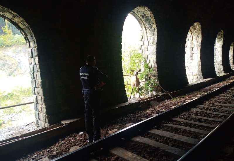 O căprioară a rămas blocată într-un tunel de cale ferată de pe Valea Jiului/ Foto: IPJ Hunedoara