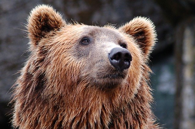 Un bărbat a fost rănit de un urs, vineri, în localitatea Porumbacu de Sus din judeţul Sibiu/ Foto: pixabay.com