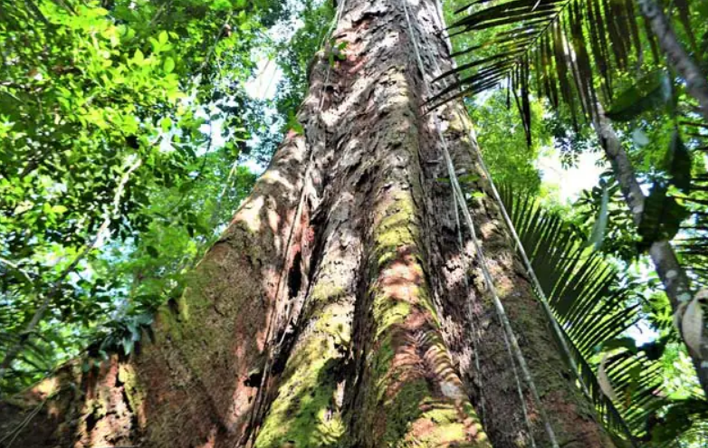 După trei ani de planificare, cinci expediţii şi o călătorie de două săptămâni prin junglă, o echipă de 19 oameni de ştiinţă a ajuns la cel mai mare copac descoperit vreodată în pădurea tropicală amazoniană/ Foto: ndtv.com
