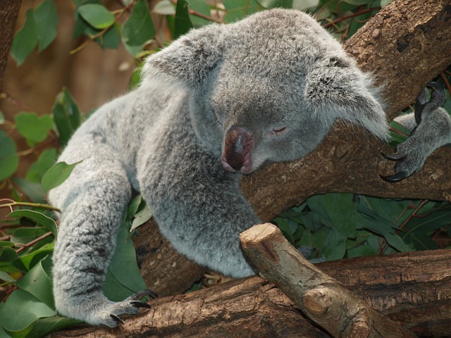 Planeta a pierdut în medie aproape 70% din populaţiile sale de animale sălbatice în mai puţin de 50 de ani, potrivit unui raport al Fondului Mondial pentru Natură (WWF)/ Foto: pixabay.com