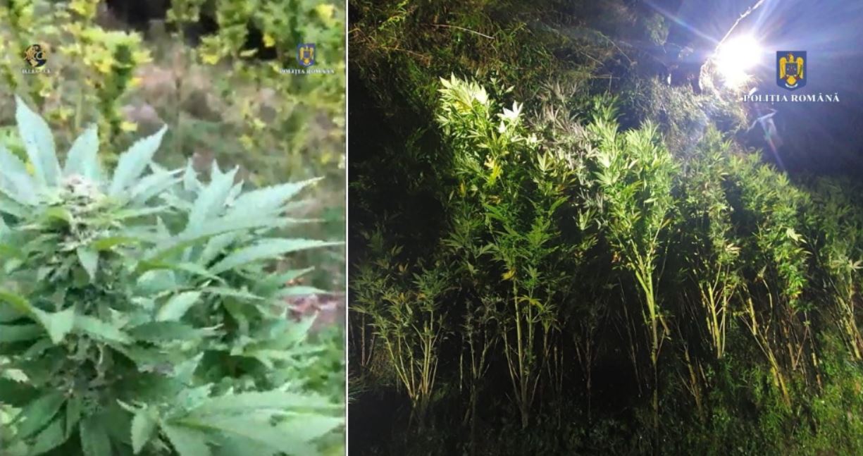 Culturi de cannabis, descoperite într-o pădure lângă Cluj-Napoca / Foto: IPJ Cluj
