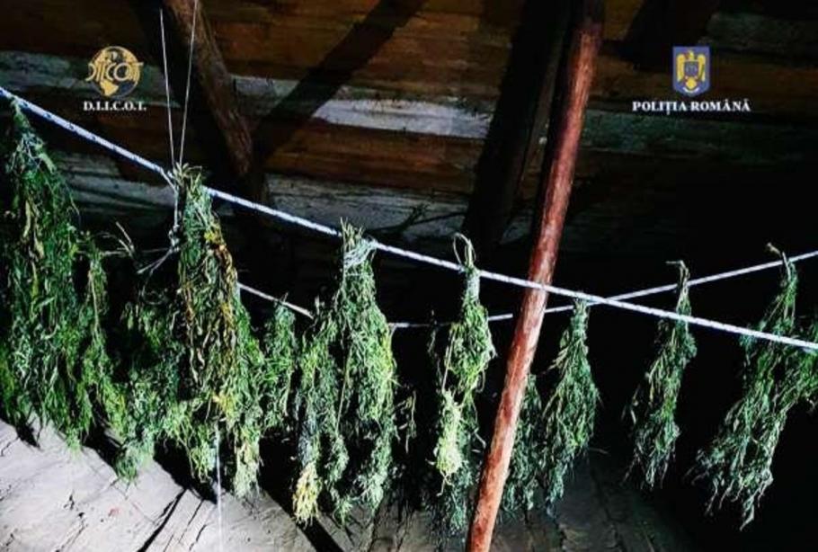 Trei tineri aveau o cultură de cannabis în Piatra-Neamț și urmau să vândă iarbă în Cluj / Foto: IPJ Neamț