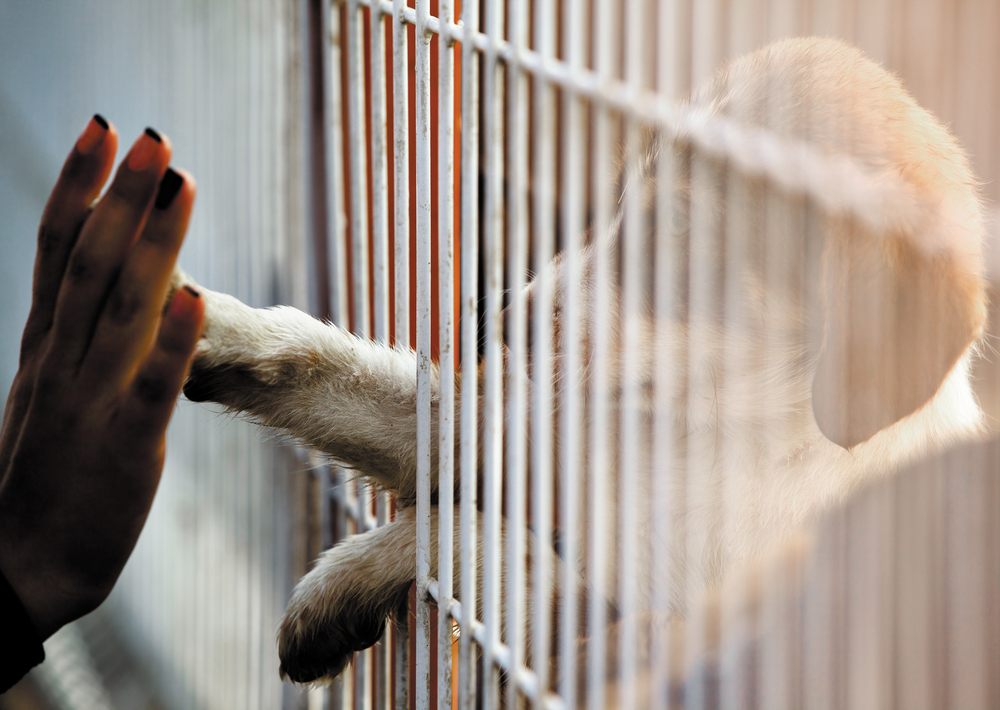 Mai multe persoane și-au adus animalele de companie înapoi la adăposturi din cauză că nu își mai permit să plătească pentru veterinar sau mâncare/ FOTO: depositphotos.com