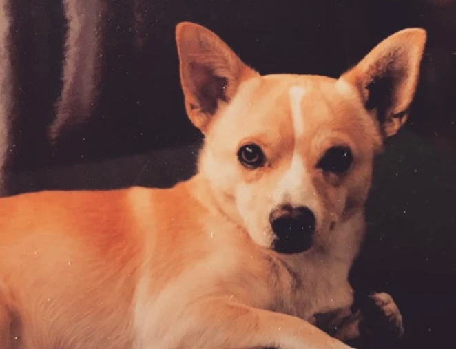 Un câine din statul american California, pe nume Gino, a fost desemnat cel mai bătrân câine în viaţă de către Cartea Recordurilor Mondiale Guinness după ce s-a confirmat că are peste 22 de ani/ FOTO: today.com