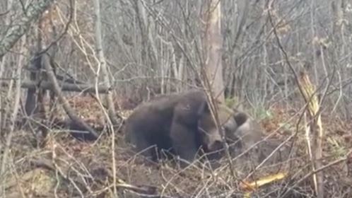 Un urs a rămas blocat într-un lanț de sârmă / Foto: Jandarmeria Bistrița-Năsăud