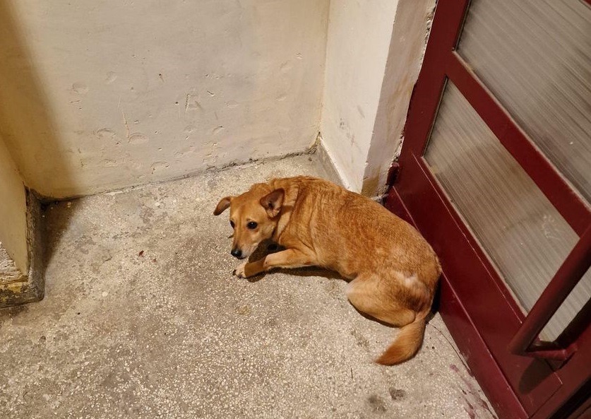 Câine pierdut la Cluj-Napoca. Sursă foto Facebook Protecția Animalelor Cluj