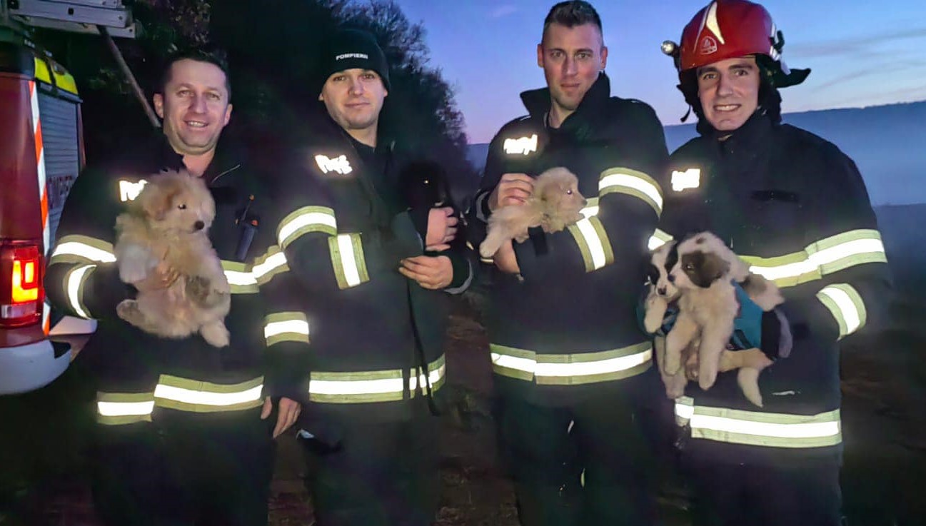Pompierii clujeni au salvat de la moarte cinci cățeluși care au fost găsiți de o tânără într-un bazin adânc. Femeia a auzit plânsetul puilor și a alertat autoritățile/ Foto: ISU Cluj