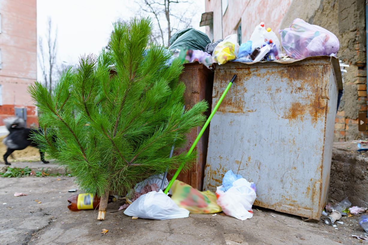 După 15 ianuarie, clujenii pot să își ducă brazii de Crăciun la Centrele de colectare selectivă a deșeurilor din Mănăștur și Mărăști / Foto: depositphotos.com