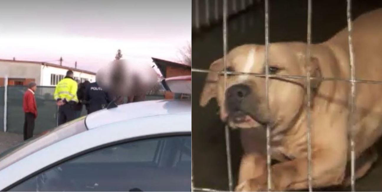 Lupte ilegale cu câini / Foto: stirileprotv.ro - captură ecran