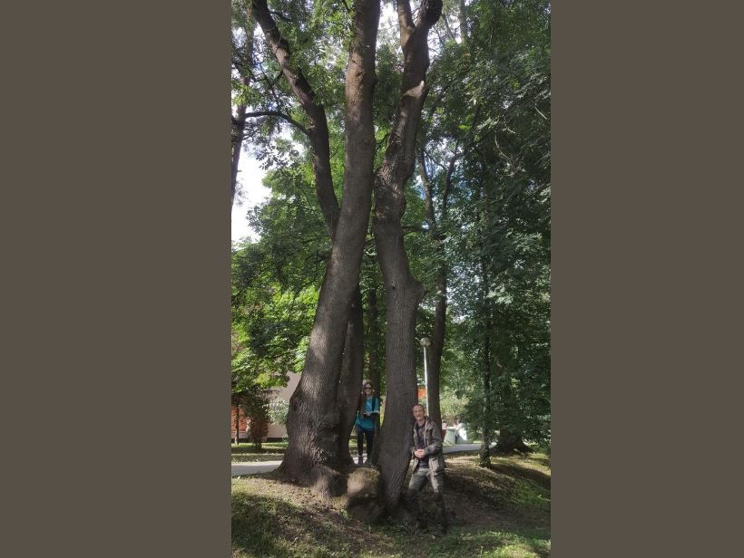 Cel mai bătrân copac din Cluj-Napoca / Foto: arboriremarcabili.ro