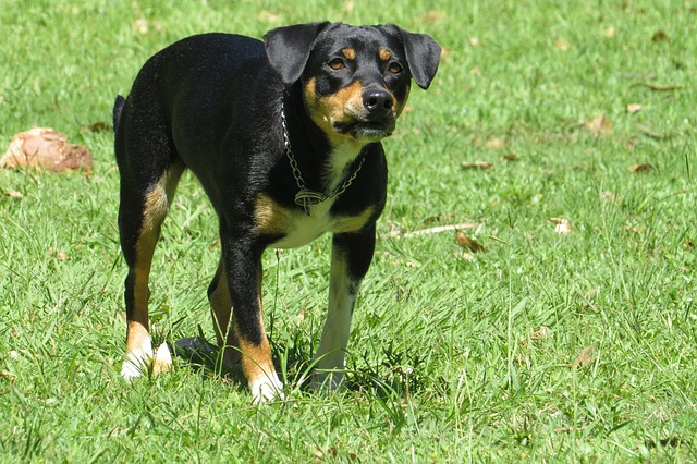 O nouă tragedie în care a fost implicat un câine şi un om s-a petrecut în Bucureşti/ Foto: pixabay.com
