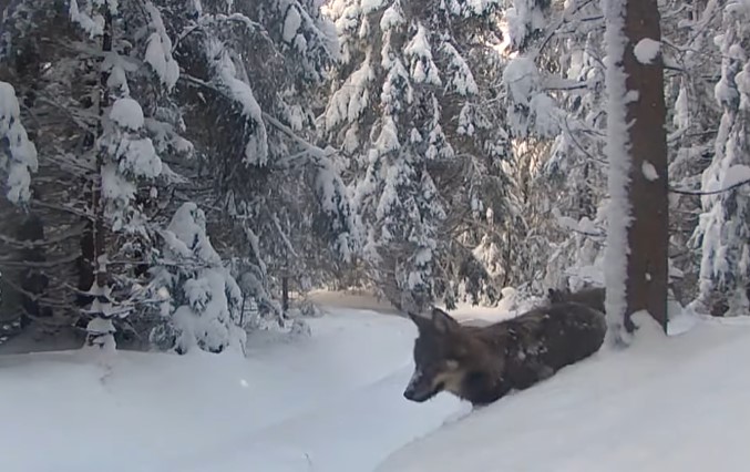Doi lupi au fost surprinși în Parcul Natural Apuseni/ Foto: captură ecran video Parcul Natural Apuseni - Facebook