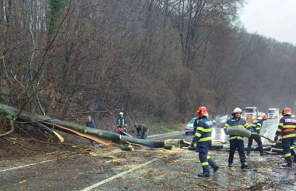 Un bărbat a ajuns la spital, luni dimineaţă, după ce un copac a căzut peste maşina pe care o conducea, în județul Mureș/ Foto: ISU Mureș