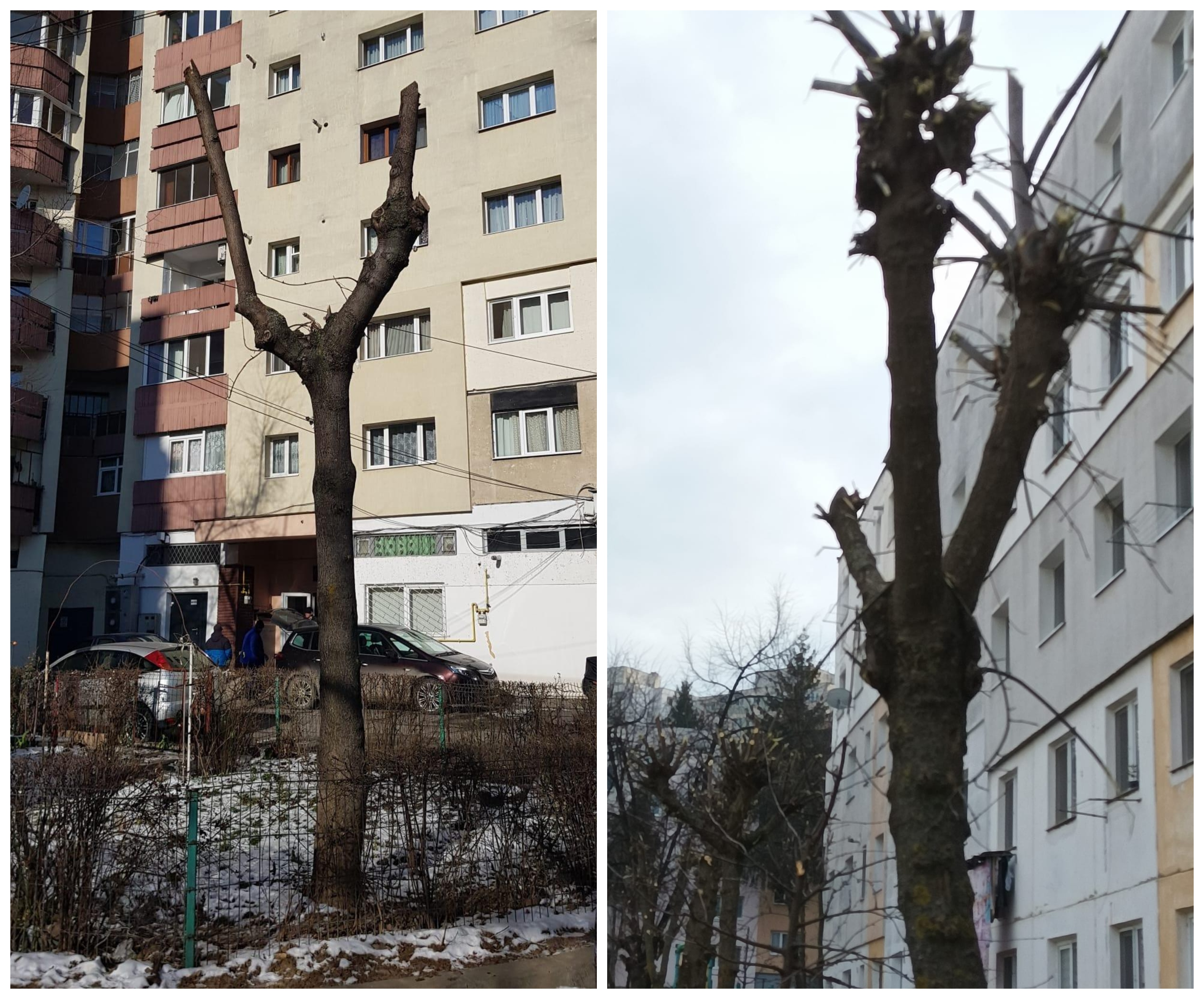 Lucrările de toaletare au de multe ori efecte negative atât asupra copacului, cât și asupra aspectului spațiilor verzi. FOTO: stânga - Facebook/ Tibor Hartel; dreapta: Facebook/ Adrian Dohotaru