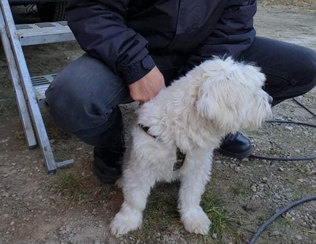 Primarul comunei Florești, Bogdan Pivariu, a anunțat începerea campaniei de sterilizare gratuită a câinilor cu stăpân/ Foto: Bogdan Pivariu - Facebook
