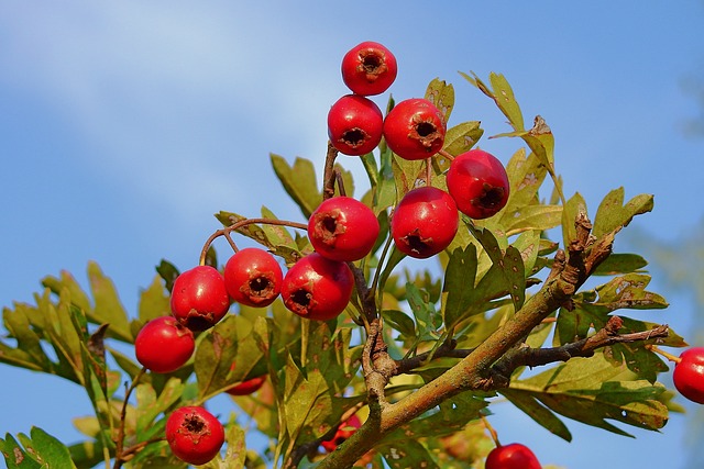 Fructele de păducel și beneficiile asupra inimii / Foto: pixabay.com