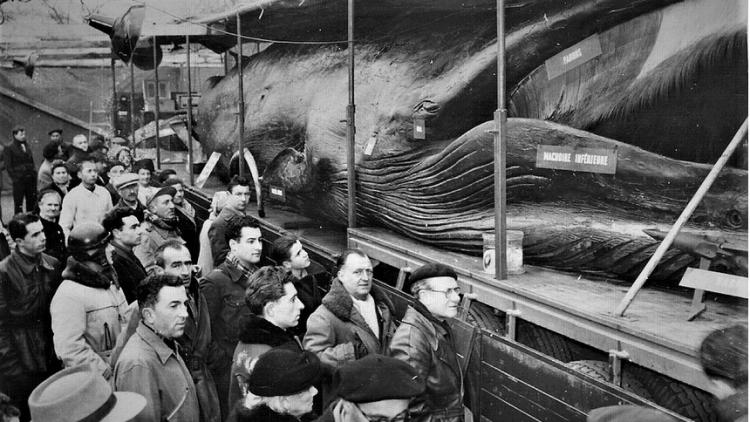 Balena Goliat, expusă la Cluj-Napoca în '64. FOTO: bzb.ro