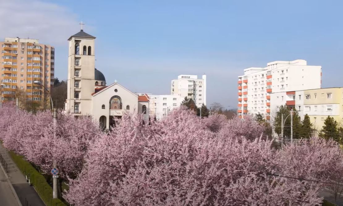 A venit primăvara în cartierul Mănăștur / Foto: Legat de Cluj - LDC
