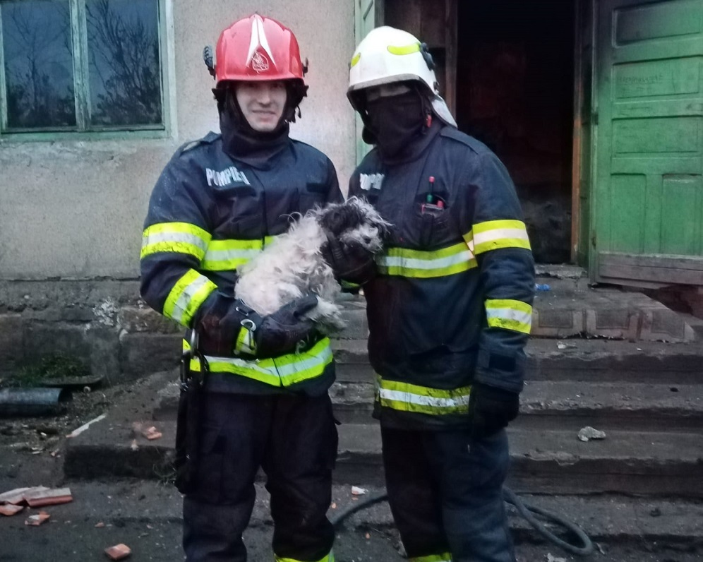 Cățel salvat din calea focului. Sursă foto ISU Cluj