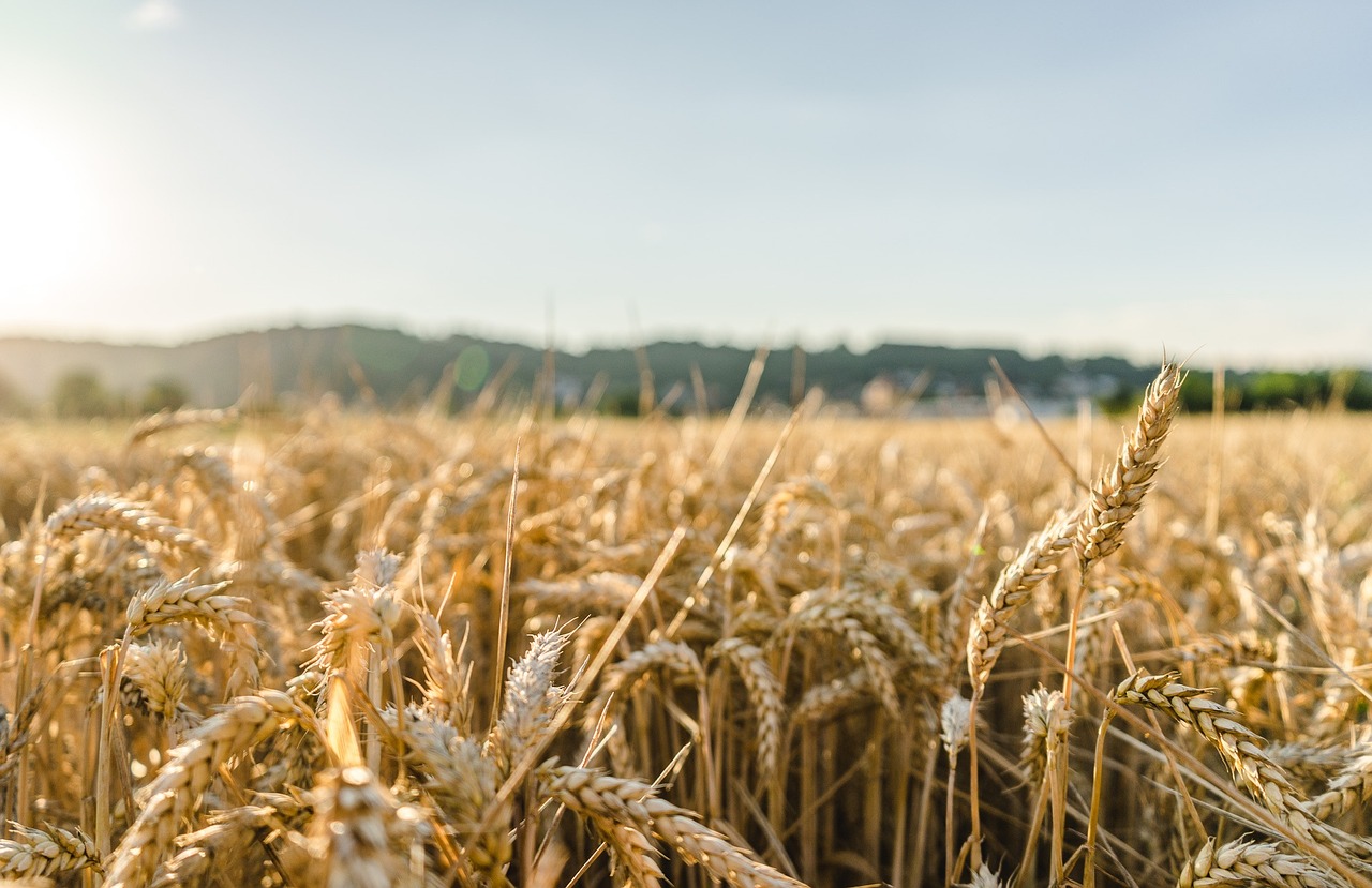 PSD va cere în coaliţia de guvernare suspendarea importurilor de produse agro-alimentare din Ucraina. FOTO: Pixabay