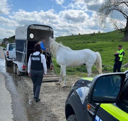 Un cal abandonat în mijlocul drumului, salvat de polițiștii dejeni. Proprietarul a primit o amendă usturătoare/Foto: IPJ Cluj