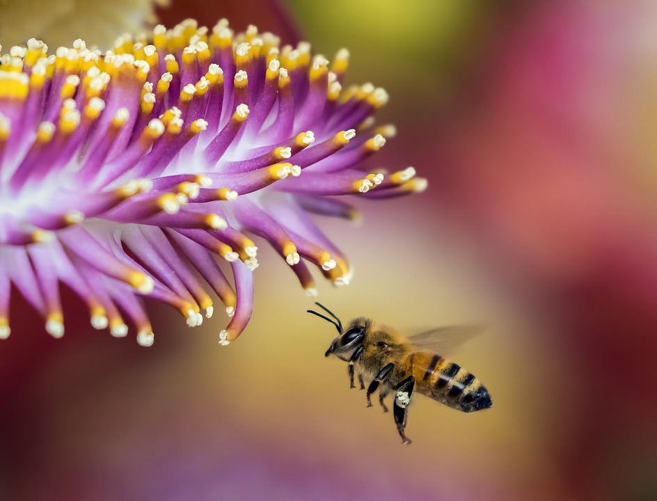 Albină polenizare. Sursă foto Pixabay