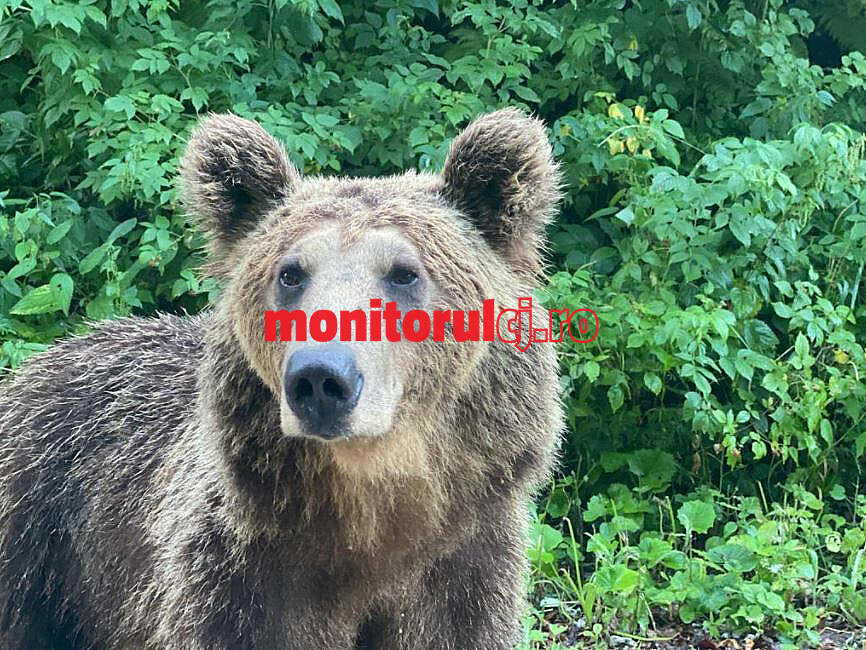Urs văzut într-o gospodărie din Țaga / Foto: arhivă monitorulcj.ro
