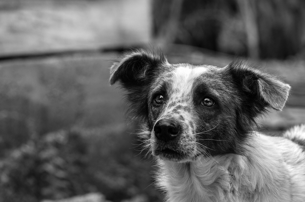 Pe raza județului Cluj există sute de câini abandonați. Foto Pixabay