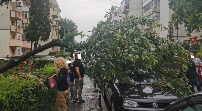 Clujenii s-au pus pe cules cireșe după ce un copac a căzut peste o mașină / Foto: Info Trafic jud. Cluj