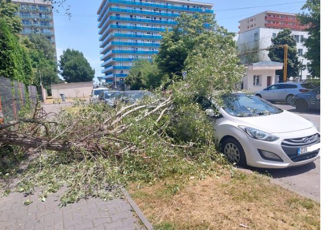 Copac căzut peste mașină în zona Iulius Mall / Foto: Info Trafic Cluj-Napoca