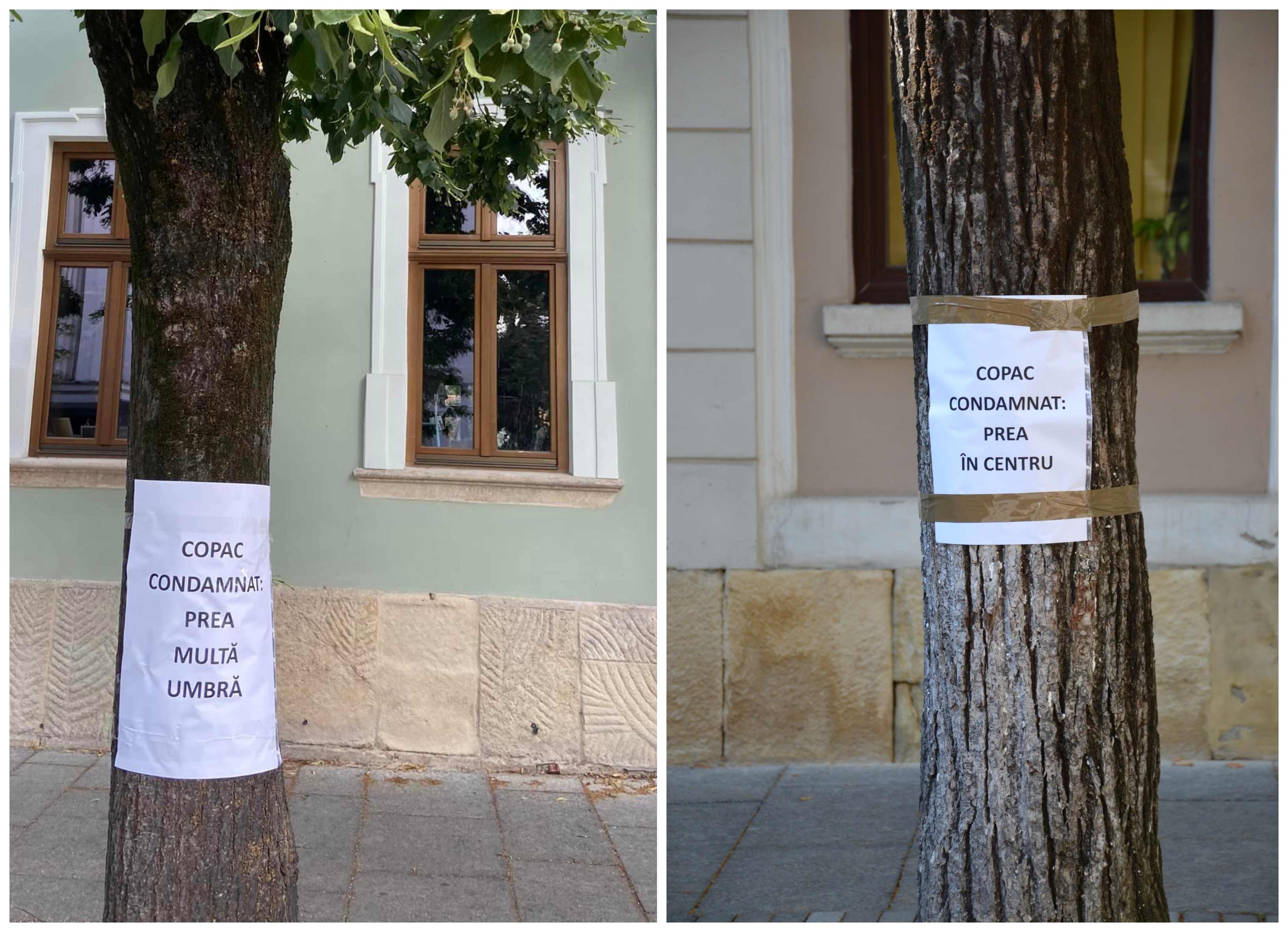 Protest „tăcut” al clujenilor față de relocarea copacilor din centru. FOTO: Facebook/ Anca Hațiegan
